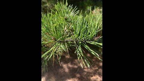 Pine needle tea with Lady Eden of York