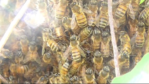 Golden Honeybee Swarm
