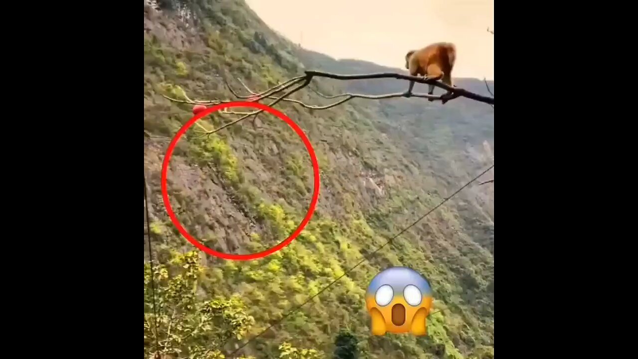 Learn from the monkey 🐵
