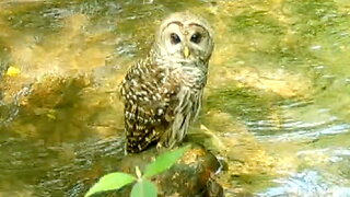 Owl Perched on a Rock in a Stream
