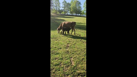 Momma cow and heifer calf 2025.