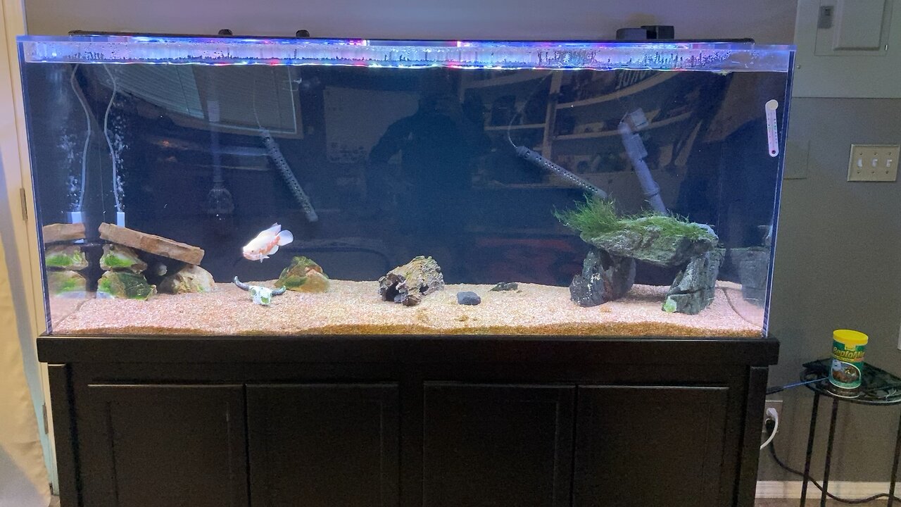 Our fish tank setups in the Shilly Shack part 2