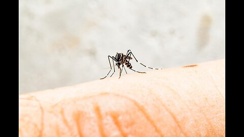 China is facing its largest recorded chikungunya virus misquitoes outbreak