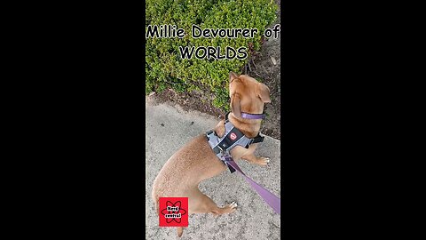 Millie eats planets