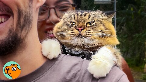 Cat Jumps On a Bike And Rides With Parents Like The Wind | Cuddle Buddies