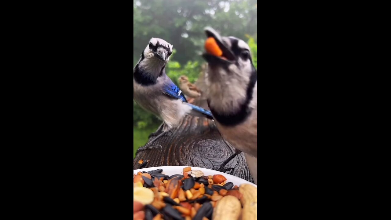 Feeding the birds