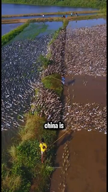 Thousands Of Ducks Become Organic Rice Farmers🦆🦆🌾😍