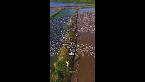 Thousands Of Ducks Become Organic Rice Farmers🦆🦆🌾😍