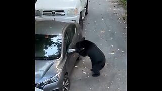 🐻🚗 Un 'intruso' se apodera de un coche abierto