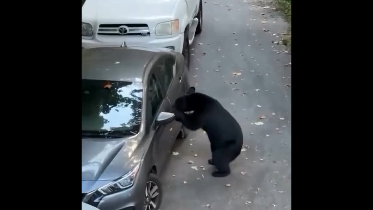 🐻🚗 Un 'intruso' se apodera de un coche abierto