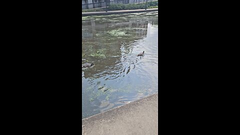 Real Naperville Ducks for Real