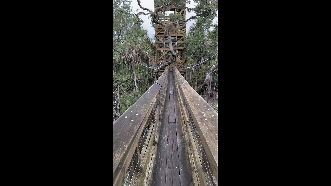 Myakka River State Park | Hiking Trail And Canopy Walk | 4K
