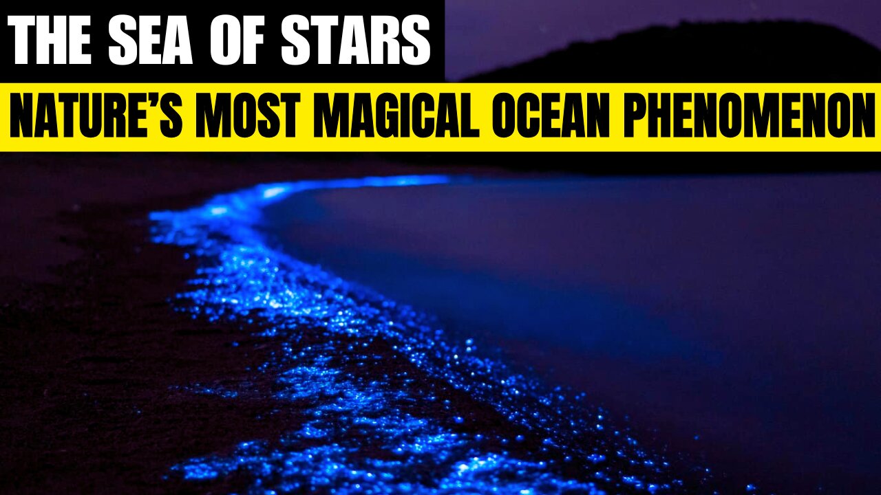 The Sea of Stars Nature’s Most Magical Ocean Phenomenon