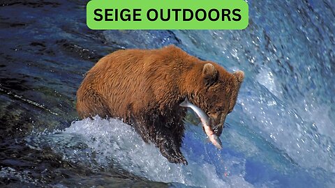 Katmai National Park Bear Feeding Live Stream!