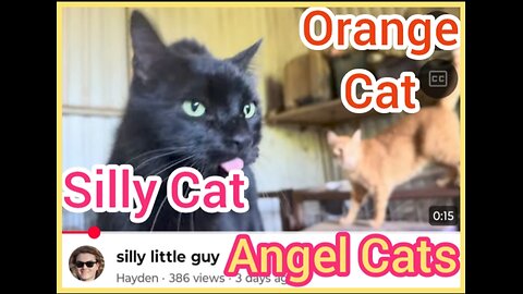 Two Cat Angels, Silly Cat And Orange Cat Are Our Newest Members Of The Angel Cats