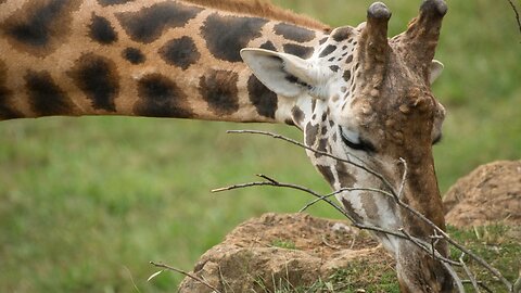 Romantic couple sitting on a log on the shore of a lake in nature, surrounded by grass and a forest