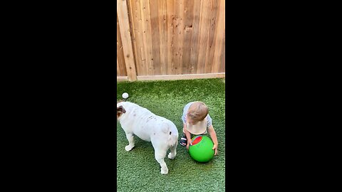 Funny video with dogs and kids