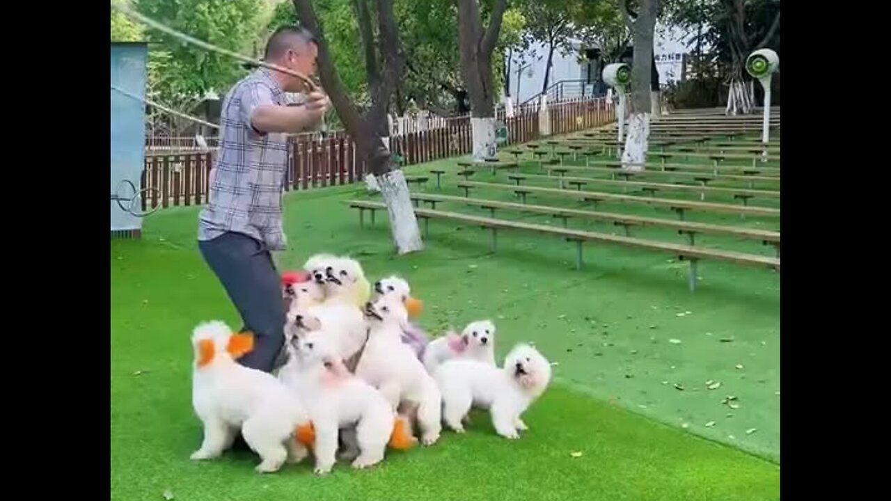 I love dogs very much