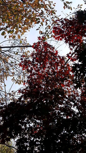 20251106. God made the world.