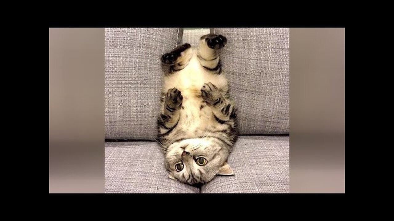 These HOME ANIMALS are the FUNNIEST thing you'll face today!