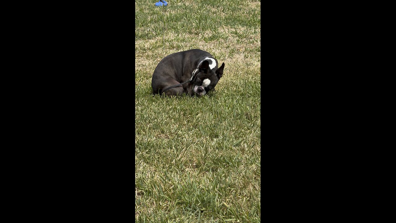 Puppy Butts In Paradise | 4K