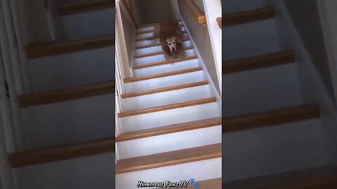 When Animals Are Having 'One of Those Days'!