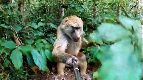 crazy monkey🐵✨