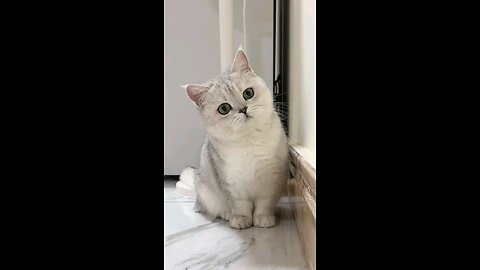 Cute Cat 🐈 😻