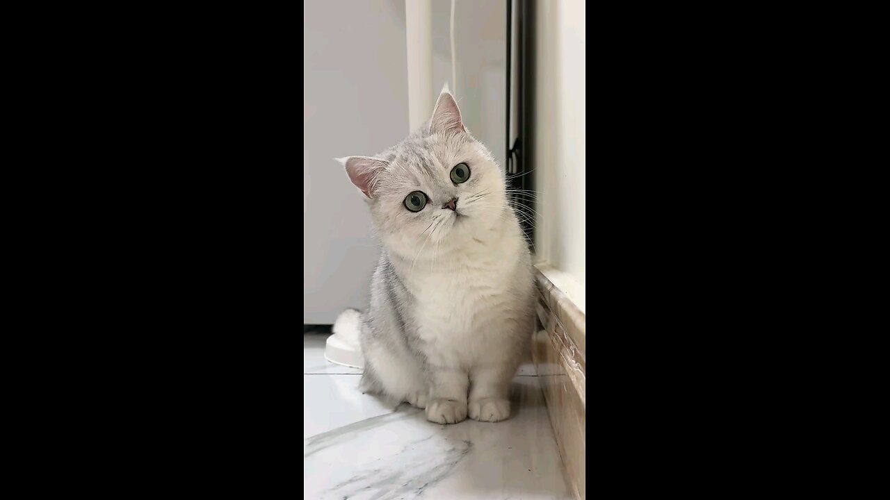 Cute Cat 🐈 😻