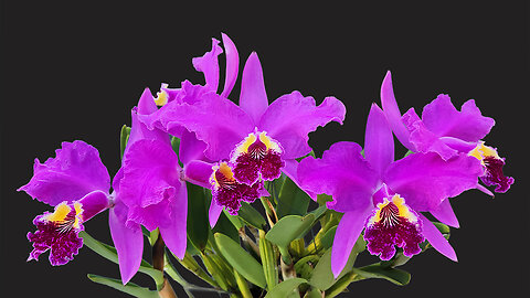 2025 March St. Augustine Orchid Society's Virtual Show Table