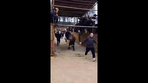 bull fight