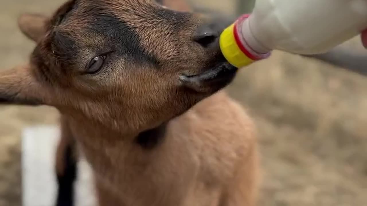 🐐Warning: Extreme Cuteness Ahead! 🍼🥹🥰 #babygoat #ExpeditionOveralls