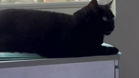Cute Precious Piper Looks So Relaxed in Her Spa - Adopting a Cat from a Shelter Vlog #shorts