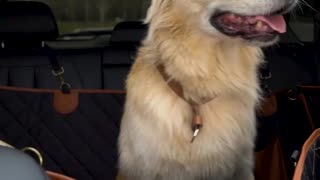 This car dog hammock fits most vehicles with detachable headrests. I