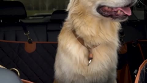 This car dog hammock fits most vehicles with detachable headrests. I