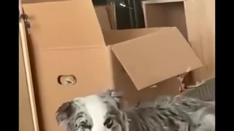 🤣🐱 This Cat’s Plot Will Shock You! Watch What Happens Next | FunFM