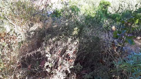 Herbal rambling july 25