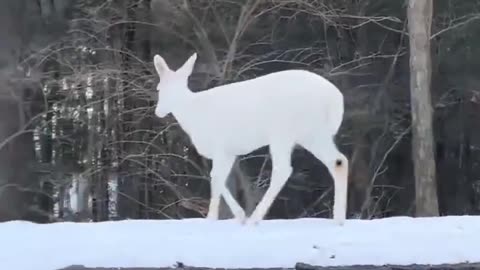 I think I've never seen a deer like this 🦌🥹