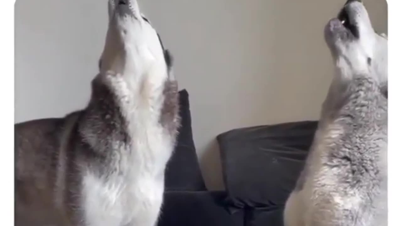 two dogs fighting