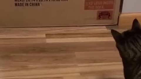 How to Troll a Cat