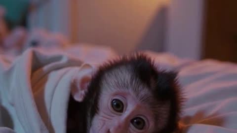 The Cutest Baby Animals Compilation – Cozy Sleep Moments (Full Video) | PababaTV