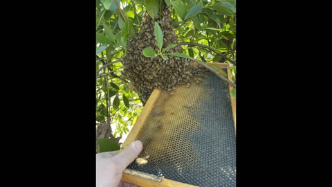 First swarm caught earlier this year