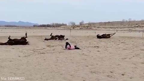 Funny ANIMALS videos You Laugh You Lose