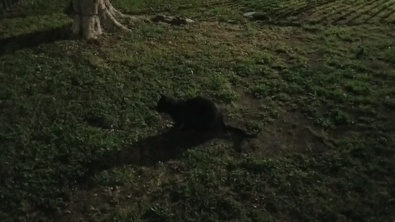 20250317 212554 Tux Nighttime Dirt Smoothing