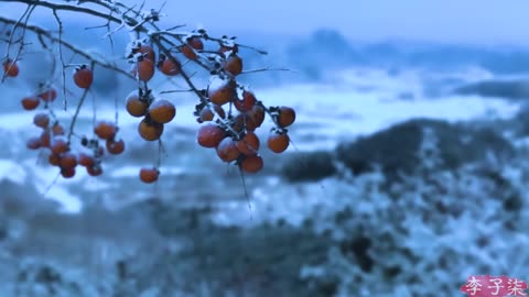 It's a red mountain & in the fall, it’s natural to make some sweet persimmons