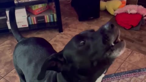 🤣🐶 Billy Joel Fan | FunFM