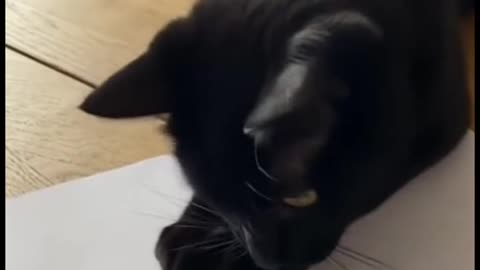 You draw them and I catch them 🤣