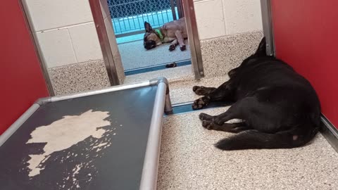 Primrose-outside 2y A810612 Mocha-black 1y A869068 kennel 73 pod 3 PACC shelter napping20250803746