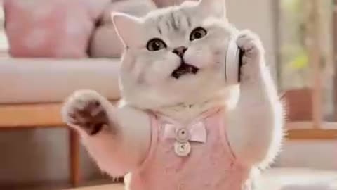 funny cats