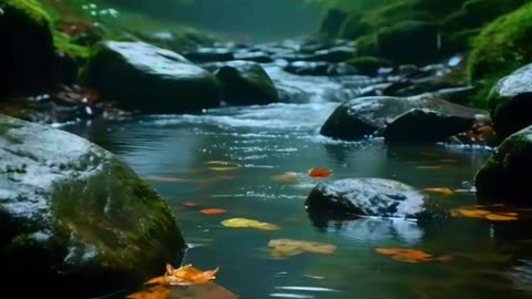 Stream in the rainforest~